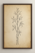 Eucalyptus — Abstract Tree Sketch